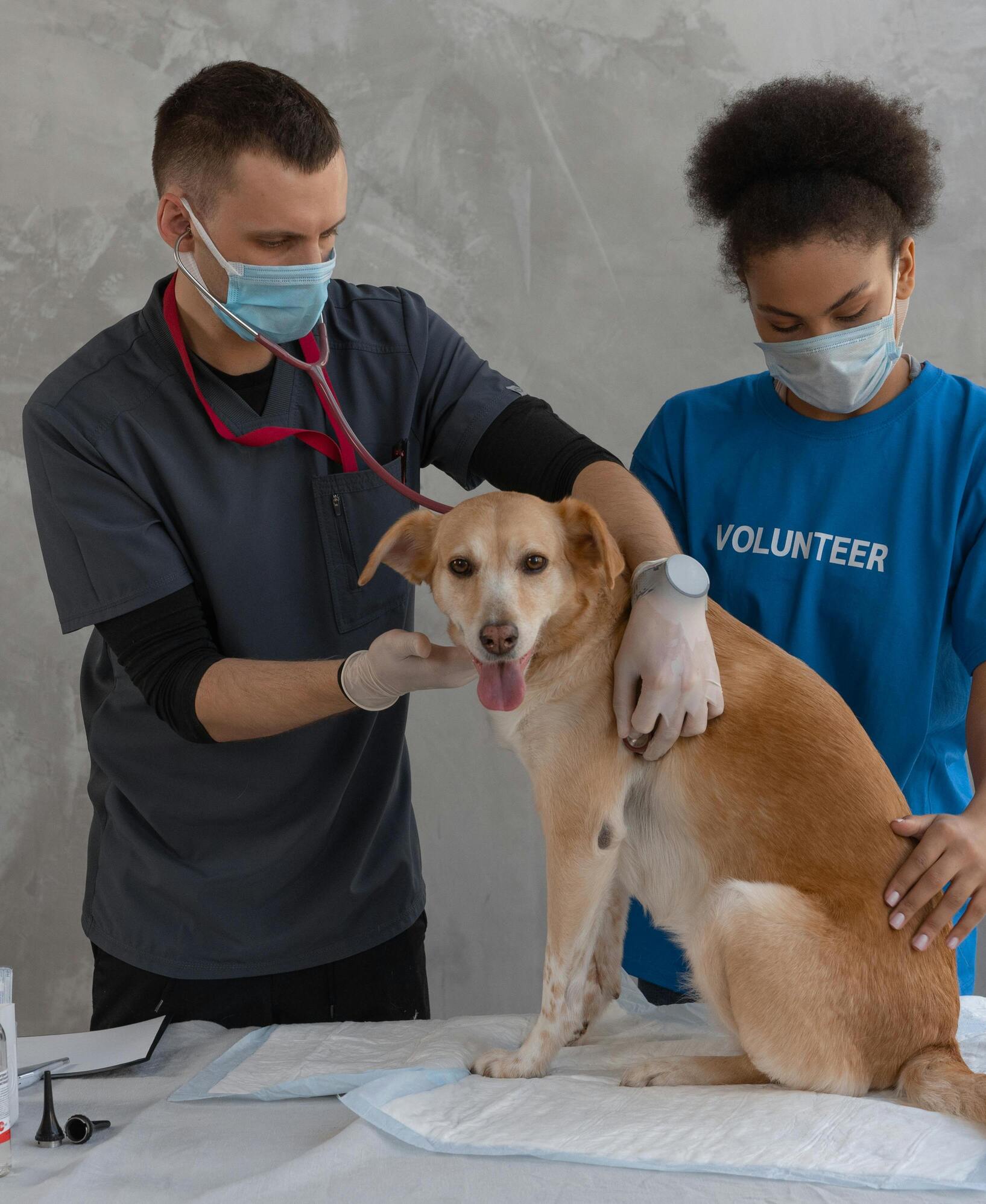 Veterinary services